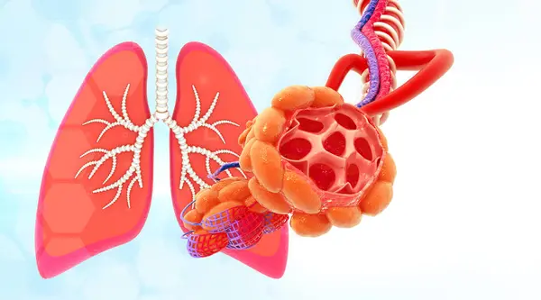 Alveoli Anatomy Human Lungs Illustration — Stock Photo, Image