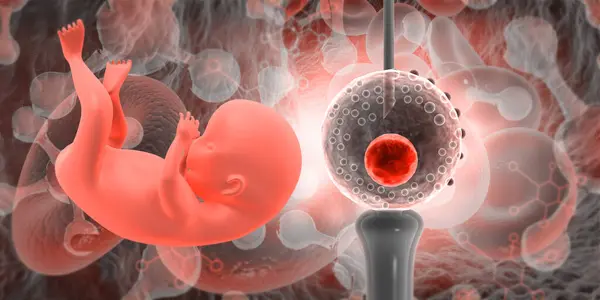 ヒトの胎児はIvfの概念を持っています 3Dイラスト — ストック写真