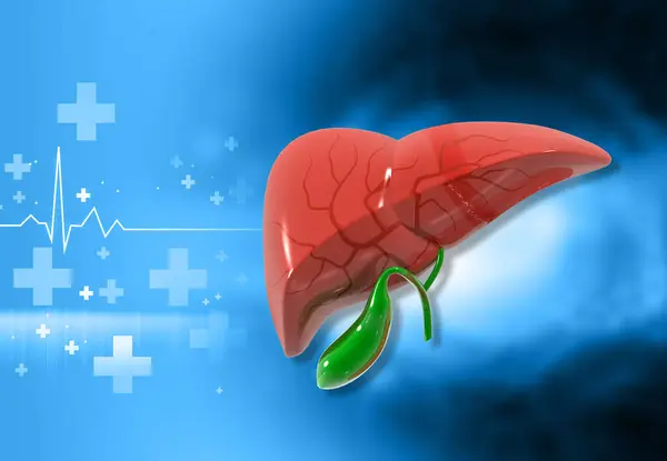 Anatomia Saudável Fígado Humano Com Antecedentes Médicos Ilustração — Fotografia de Stock