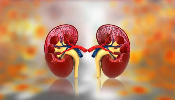 Human Kidney Anatomy Illustration — Stock Photo, Image