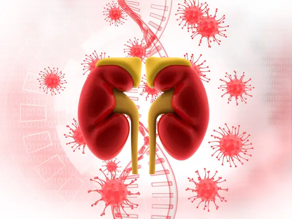 Human Kidney Virus Background Illustration — Stock Photo, Image