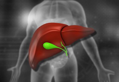 Sağlıklı karaciğer anatomisi. 3d illüstrasyon