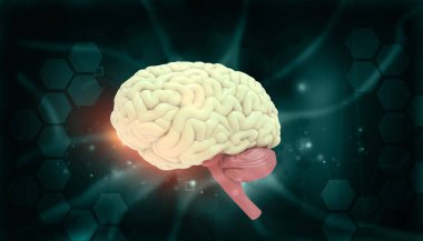 Bilimsel altyapıda insan beyni anatomisi. 3d illüstrasyon