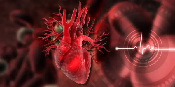 科学背景下的人类心脏解剖学 3D说明 — 图库照片