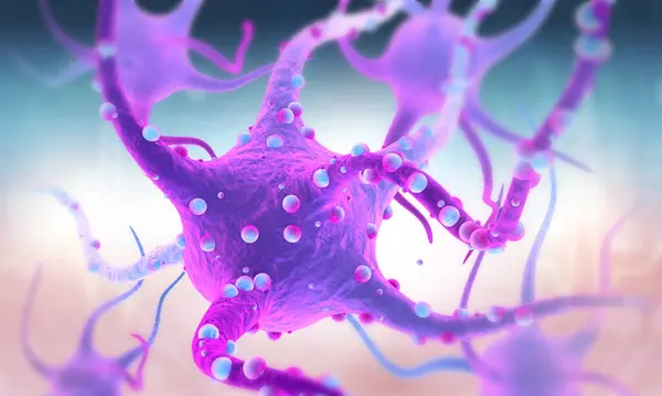 Нервова Клітина Нейронна Анатомія Ілюстрація — стокове фото