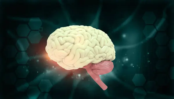 Anatomía Del Cerebro Humano Base Científica Ilustración —  Fotos de Stock