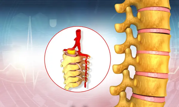 Human Spine Anatomy Illustration — Stok fotoğraf