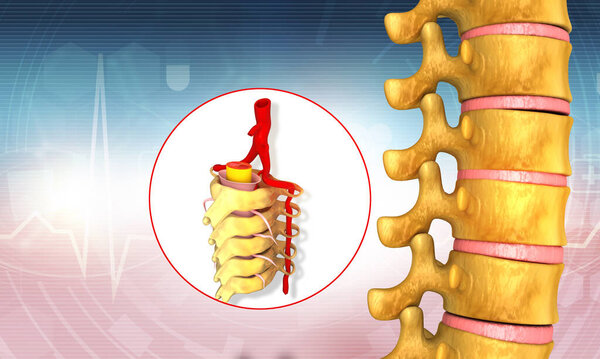 Human spine anatomy. 3d illustration	
