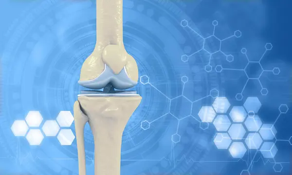 膝関節解剖学について 科学的な背景 3Dイラスト — ストック写真