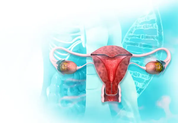 Vrouwelijke Baarmoeder Doorsnede Illustratie — Stockfoto