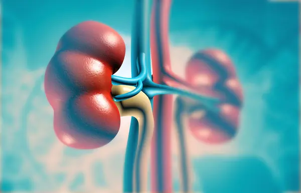 人間の腎臓の解剖学 イラストレーション — ストック写真