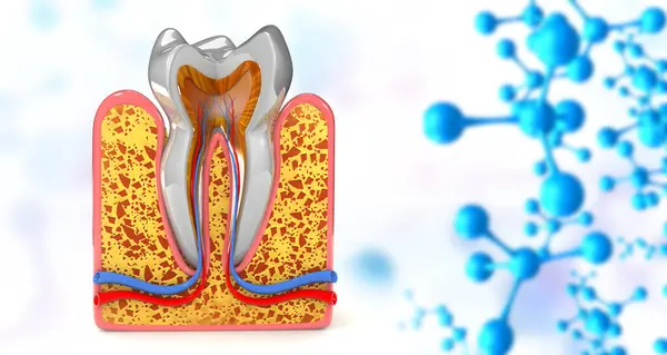 Secção Transversal Dente Humano Ilustração — Fotografia de Stock