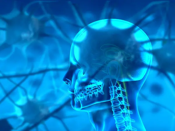 Нейронна Мережа Мозку Людини Ілюстрація — стокове фото
