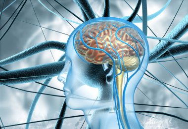 Nöron sistemli insan beyni anatomisi. 3d illüstrasyon