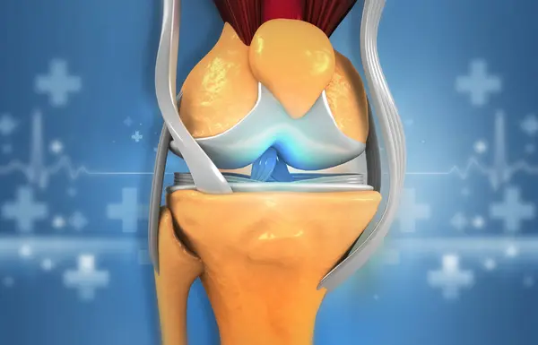 人間の膝の解剖学 3Dイラスト — ストック写真