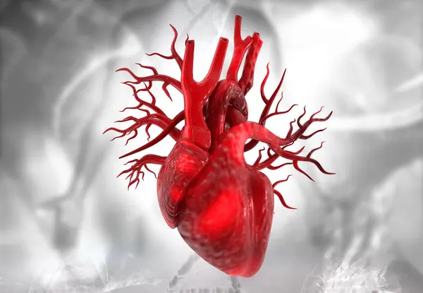 Anatomia Coração Humano Com Base Científica Ilustração — Fotografia de Stock
