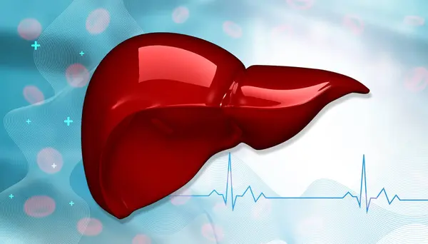Healthy Human Liver Illustration — Stock Photo, Image