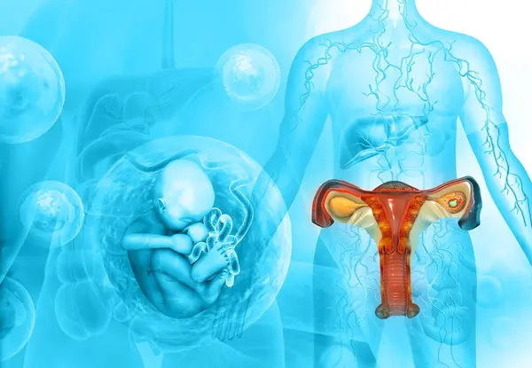 Uterus Anatomy Fetus Illustration — Stock Photo, Image
