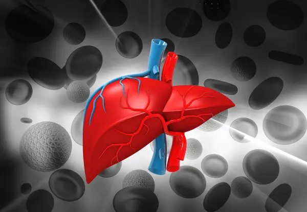 健康的人体肝脏解剖 3D说明 — 图库照片