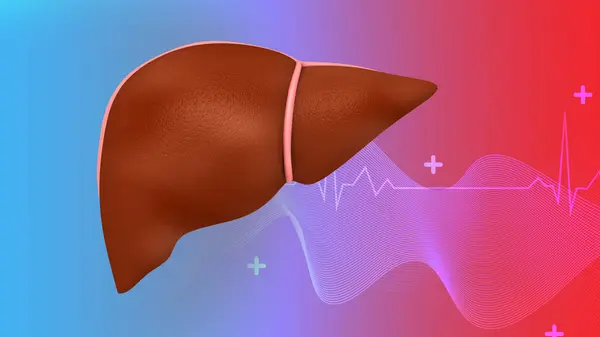 Healthy Human Liver Anatomy Illustration — Stock Photo, Image