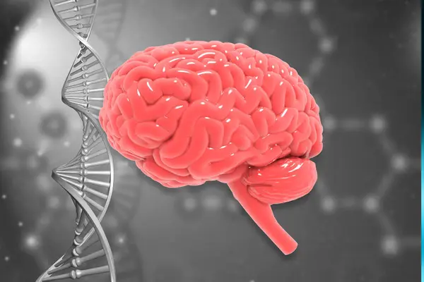 Ludzka Anatomia Mózgu Tle Naukowym Ilustracja — Zdjęcie stockowe