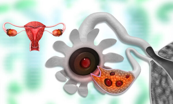 Uterus anatomy of female reproductive system. 3d illustration		