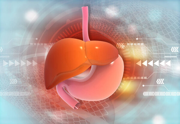Диаграмма пищеварительной системы человека. 3d иллюстрация