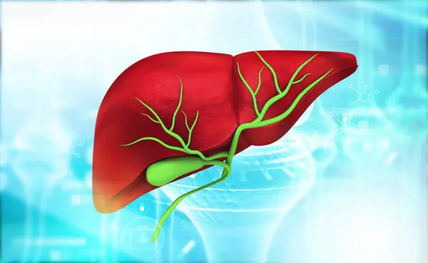 Anatomía Saludable Del Hígado Humano Ilustración —  Fotos de Stock