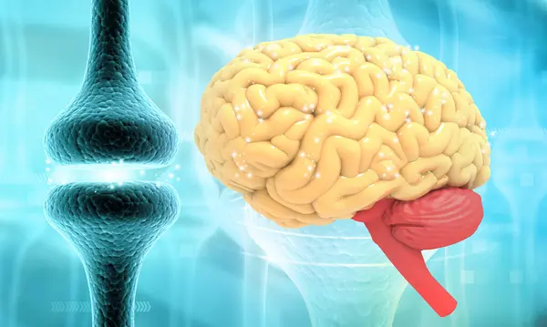 Menselijke Hersenen Met Neuronen Signaal Overdracht Illustratie — Stockfoto