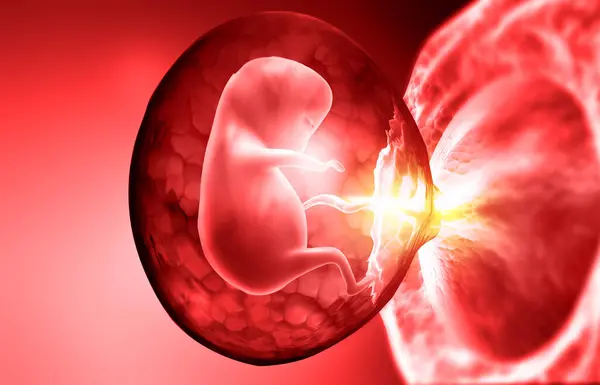 Fetus Womb Illustration — Stock Photo, Image