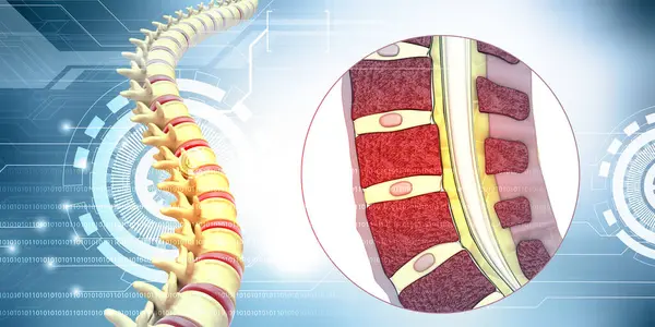 人間の脊椎解剖学 脊椎断面 3Dイラスト — ストック写真