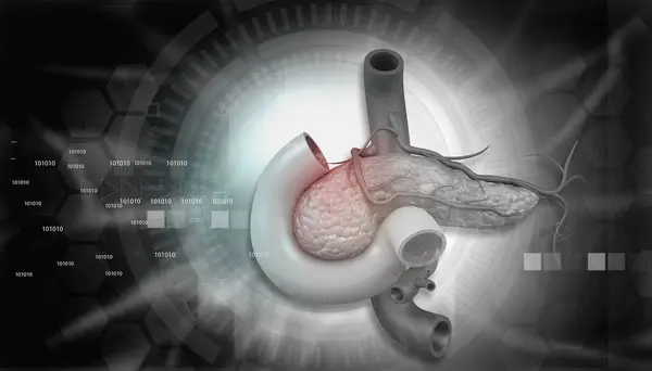 膵臓解剖学について 3Dデジタルイラスト ストックフォト