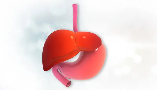 孤立した白い背景にある人間の肝臓と胃 3Dイラスト ストック写真