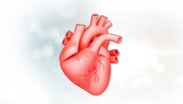 孤立した白い背景にある人間の心臓解剖学 3Dイラスト ストック写真