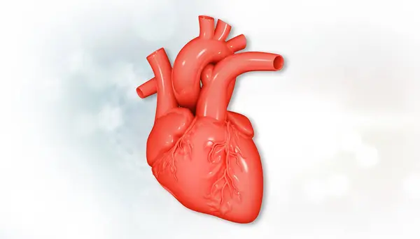 孤立した白い背景にある人間の心臓解剖学 3Dイラスト ストック画像