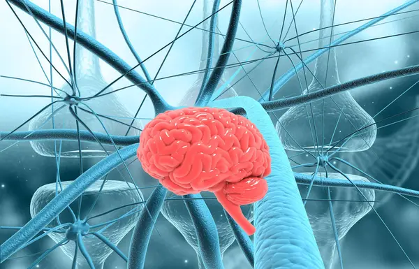 Нейронные Клетки Человеческим Мозгом Иллюстрация Стоковая Картинка