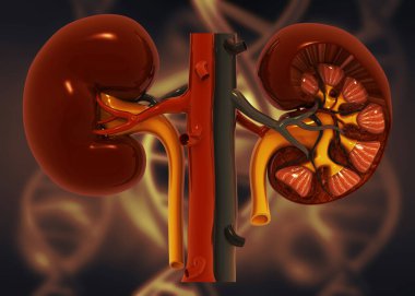 İnsan böbrek anatomisi. 3D çizim