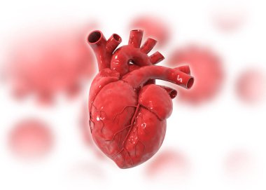 İzole edilmiş beyaz arka planda insan kalbi anatomisi. 3d illüstrasyon