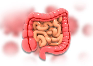 İnsan sindirim sistemi diyagramı. 3d illüstrasyon