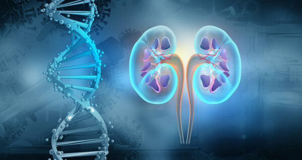 DNA strand with  kidney. 3d  illustration		