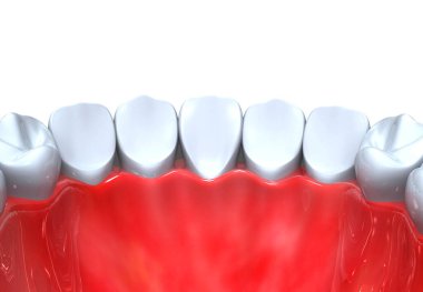 insan dişleri anatomisi. 3D çizim