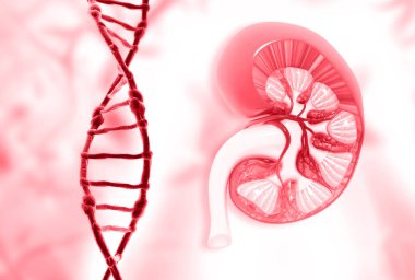 İnsan böbreği bölümü anatomisi ve DNA ipliği. 3d illüstrasyon