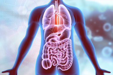 İnsan iç organları anatomisi. Solunum sistemi, sindirim sistemi. 3d illüstrasyon