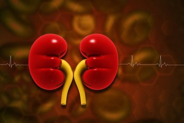 Tıbbi geçmişinde insan böbreği anatomisi var. 3d illüstrasyon