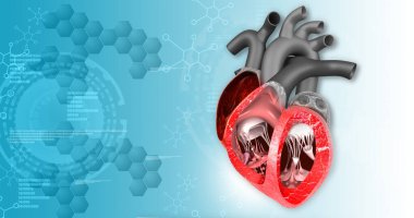 Bilimsel altyapının insan kalbi kesiti. 3d illüstrasyon
