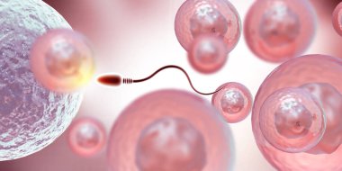 Dişi yumurta ve erkek spermi. 3d illüstrasyon