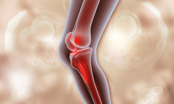 Human knee anatomy knee pain. 3d illustration			