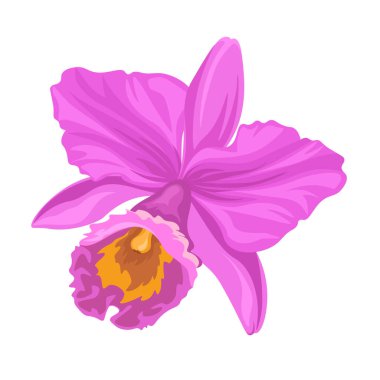 Beyaz arkaplanda mor orkide çiçeği, tropikal çiçek vektör illüstrasyonu, kart için tasarım ögesi, afiş.