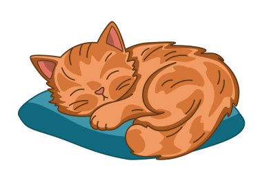 Beyaz arka planda izole edilmiş sevimli uyuyan kızıl kedi..