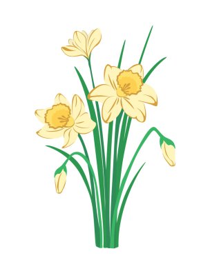 Nergisler çiçek açan vektör illüstrasyonu, bahar çiçekleri, dekoratif tasarım için el çizimi çiçekler, tebrik kartı, afiş, poster.